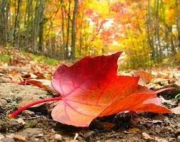Fall Equinox Special Sept 24th - Oct 12th 2014/Spa Days Week(s) Specl Oct 13-25th